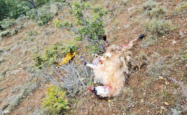 Las indemnizaciones por oveja muerta por el lobo aumentan el 52% hasta los 142,23 euros 