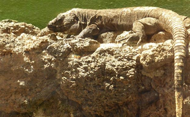 Lagarto gigante de El Hierro.