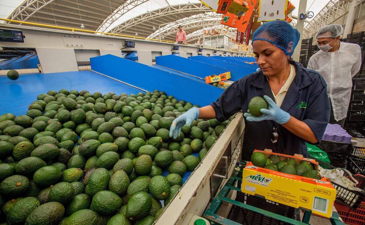 El PERTE agroalimentario inyectará 1.800 millones al sector desde el mes que viene