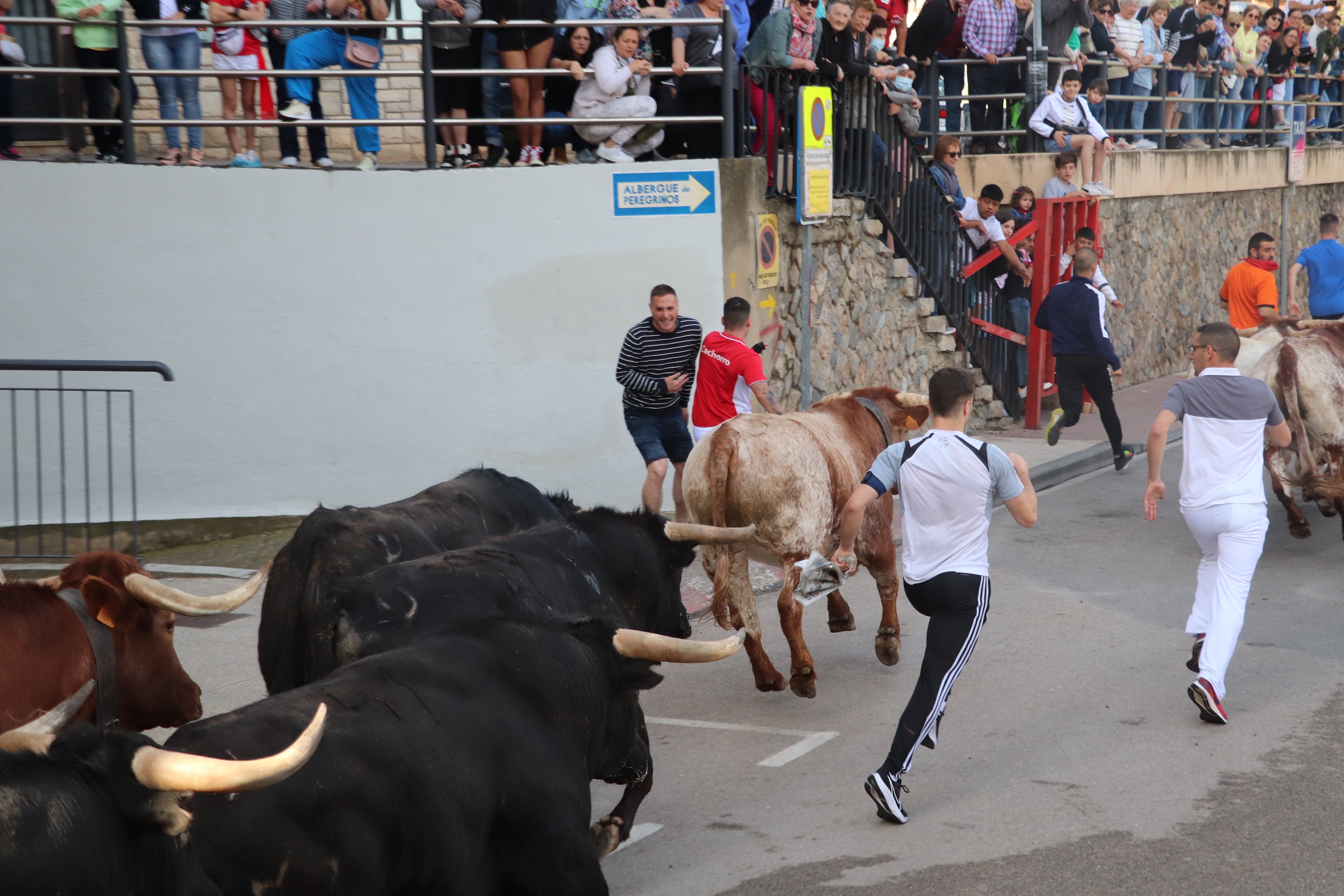 Fotos: Alfaro vive la alegría de San Isidro