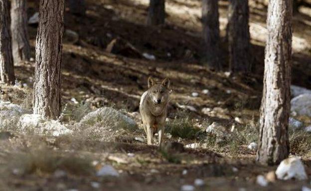 El Congreso ratifica la prohibición de la caza del lobo