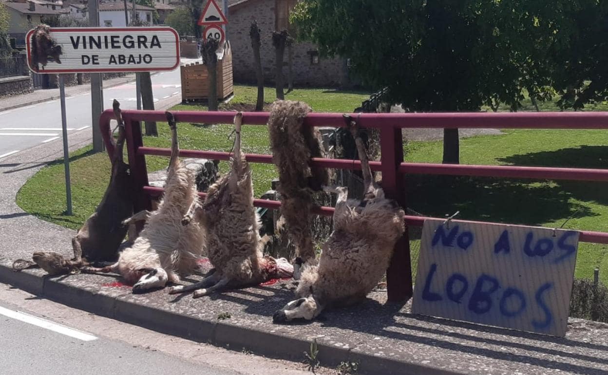 Ovejas colgadas a la entrada de Viniegra de Abajo tras ser atacadas por un lobo semanas atrás. 