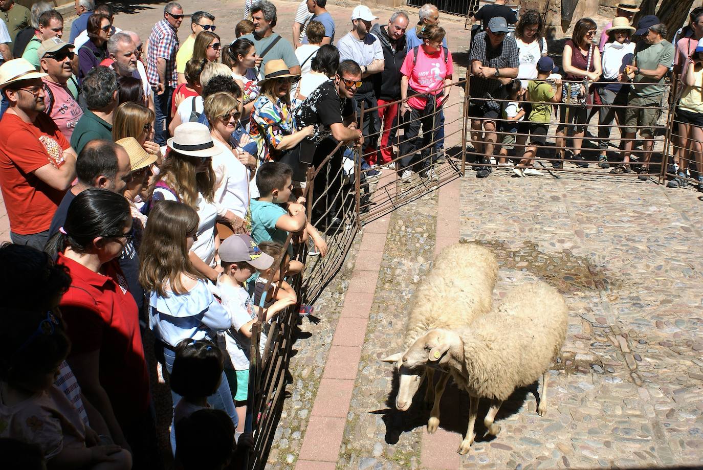 Fotos: Las ovejas, protagonistas de la gran fiesta de la trashumancia