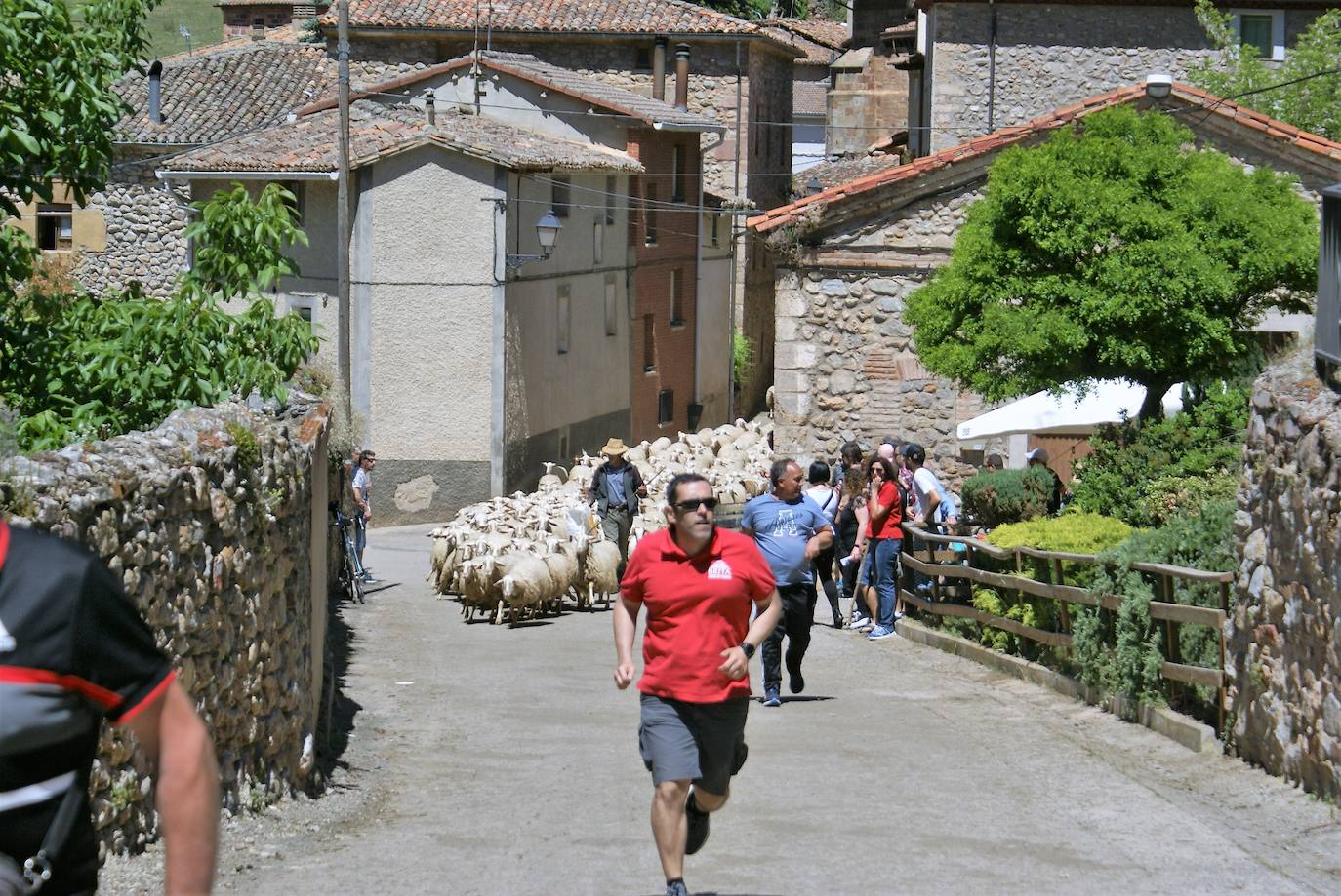 Fotos: Las ovejas, protagonistas de la gran fiesta de la trashumancia