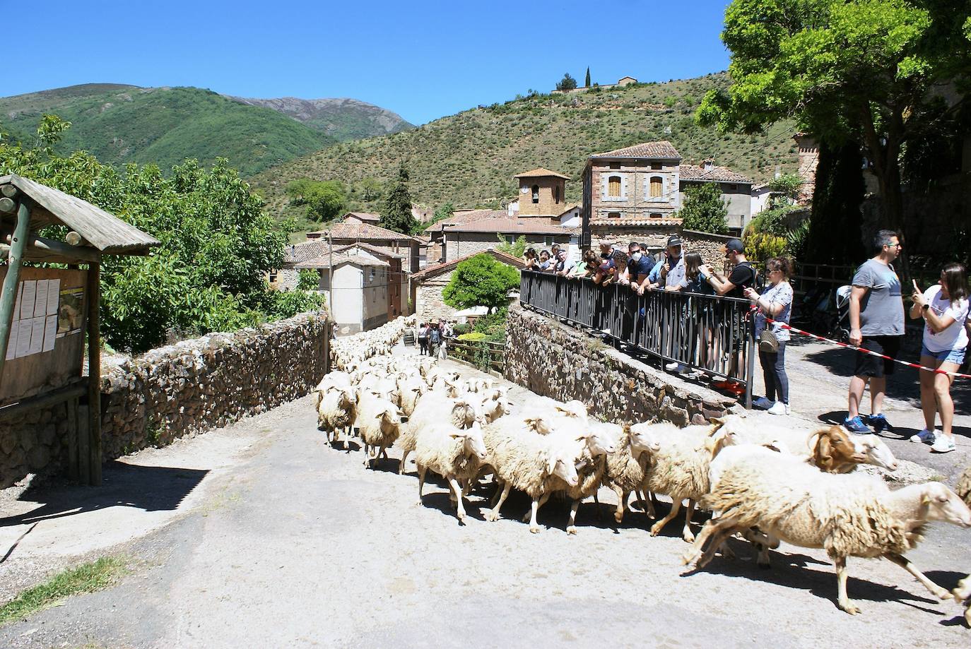 Fotos: Las ovejas, protagonistas de la gran fiesta de la trashumancia