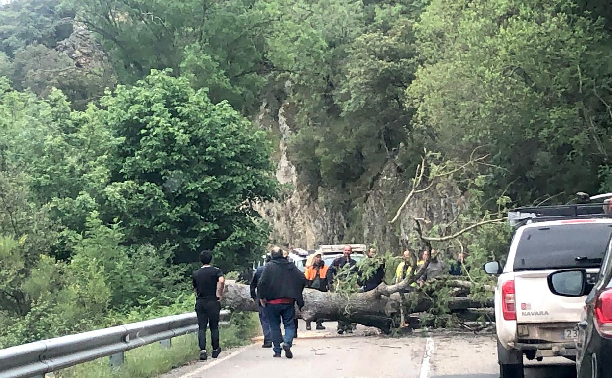 Miembros de protección civil retiran un árbol de la carretera 