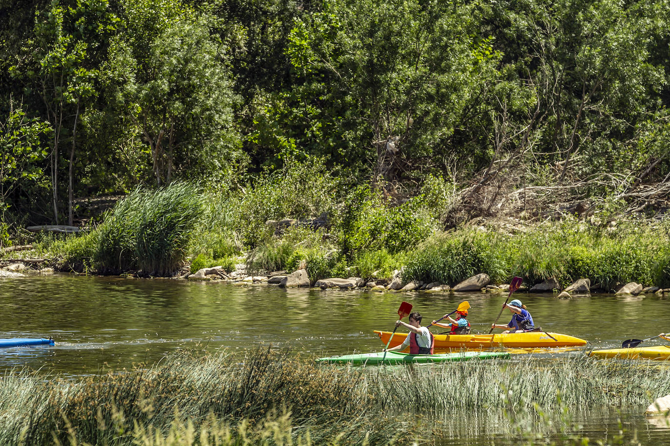 Fotos: Jornada didáctica en kayak para conocer la fauna del Ebro