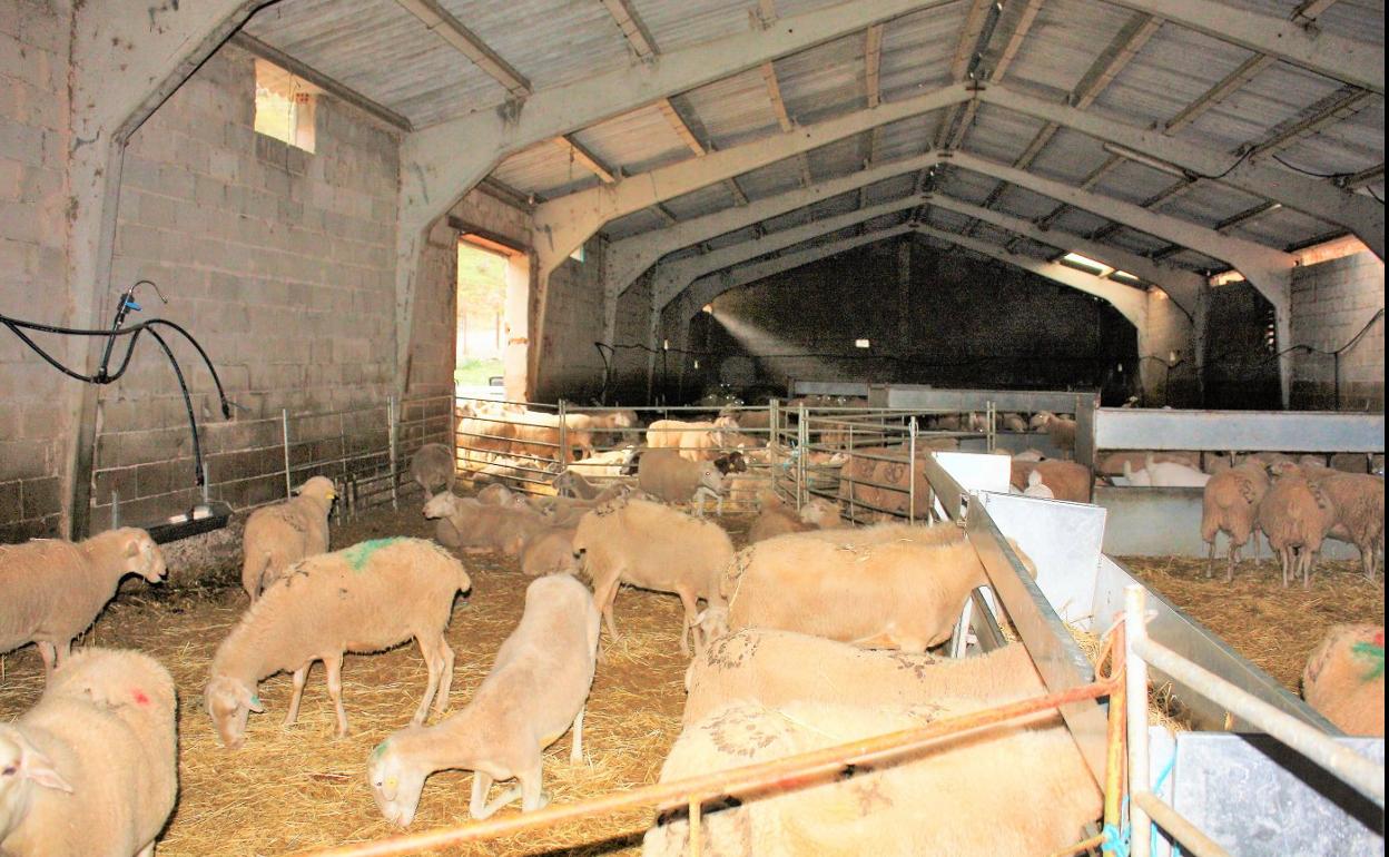 Nave actual en la que se estabulan las ovejas cuando van a parir o han parido a su crías. 