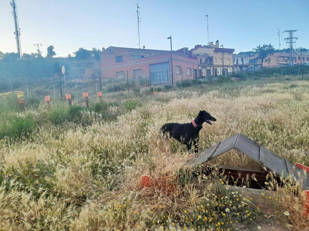 Zona de perros de Villamediana. 