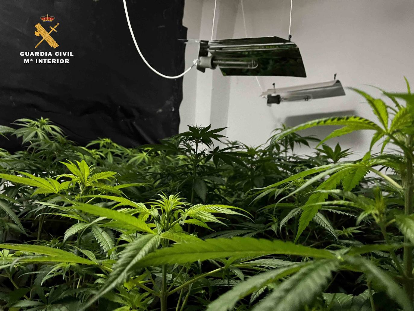 Fotos: Intervenidas 282 plantas de marihuana y 3,57 kilogramos de cogollos en Albelda