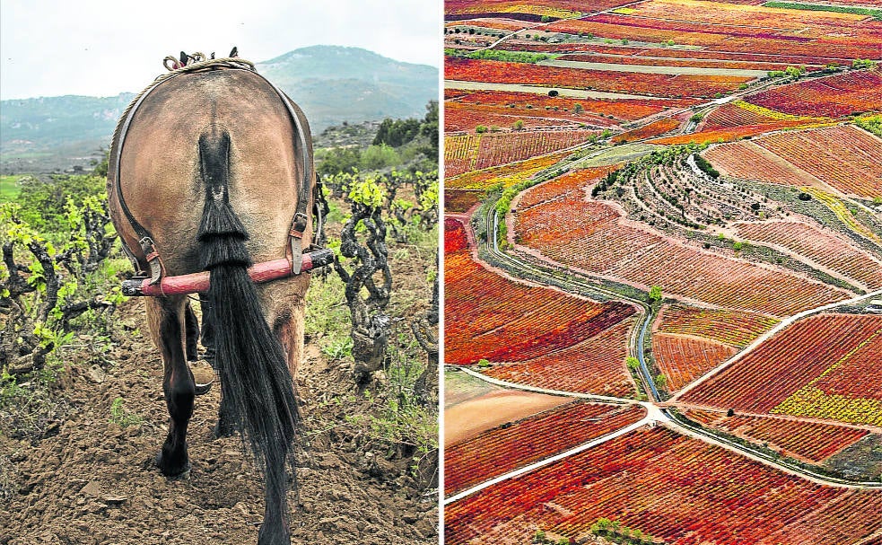 «De una gran denominación...» A principios de los años 80 del siglo pasado, Rioja tenían 38.000 hectáreas inscritas y poco más de 100 millones de litros se vendían. Desde entonces, el crecimiento ha sido extraordinario | «A una gran denominación grande...» Con datos del 2021, la superficie inscrita actual alcanza las 66.240 hectáreas y la capacidad comercial se ha multiplicado más que por dos y casi por cuatro la producción de uva.
