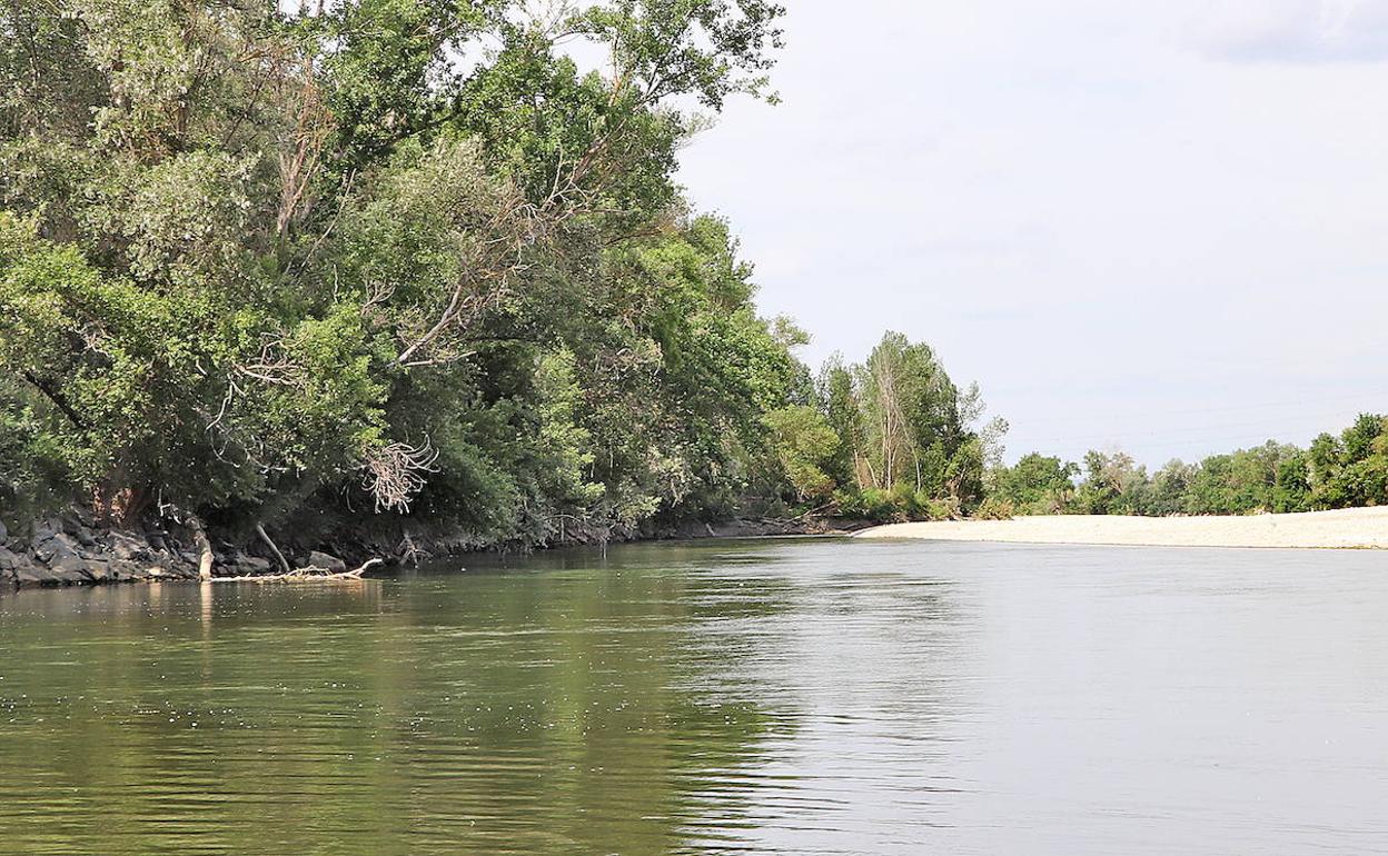 Cruz Roja realiza este domingo una limpieza del Ebro en Logroño