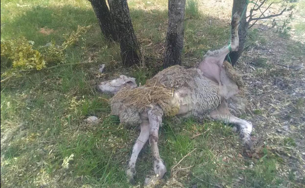 Ovejas muertas y atadas en los montes de Galbárruli