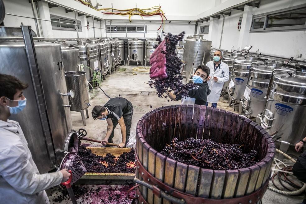 Varios alumnos descuban para prensar durante la cosecha del año 2020, en la nave de elaboración de la bodega de Vitivinicultura. 