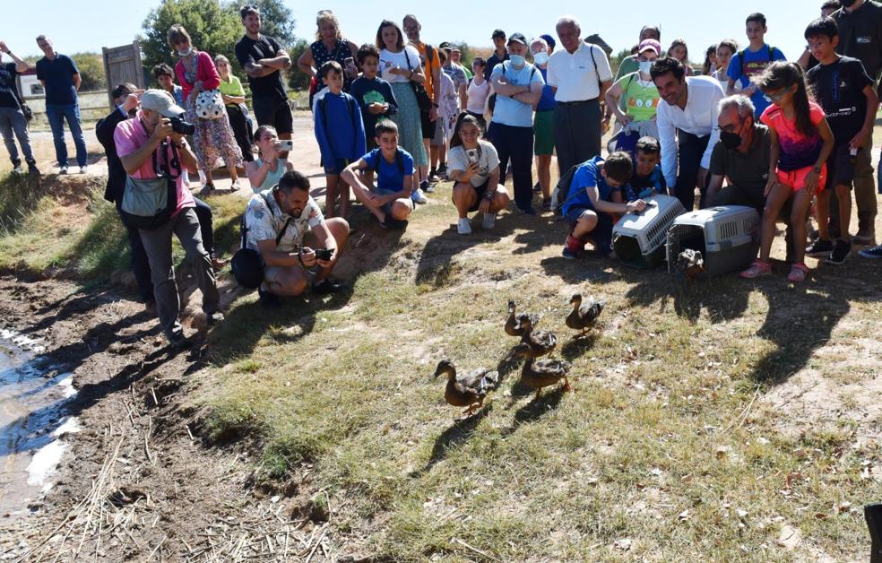 La suelta de patos despertó gran interés. 