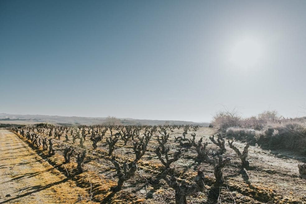 Imagen de una de las parcelas de viejos viñedos adquiridas por Torre de Oña. 