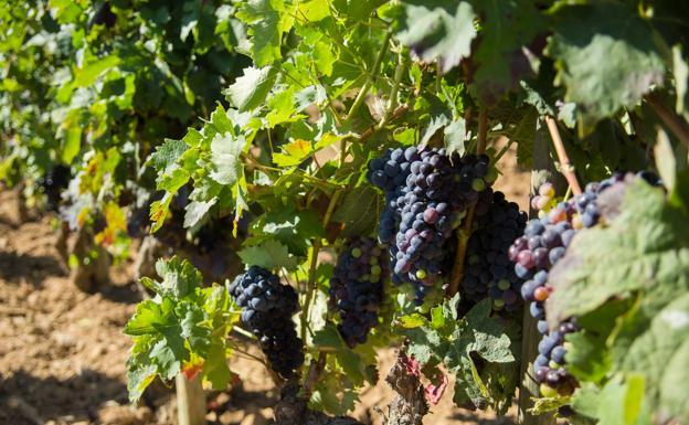 Casi la mitad de la uva tinta se vendió el año pasado bajo el coste medio de producción