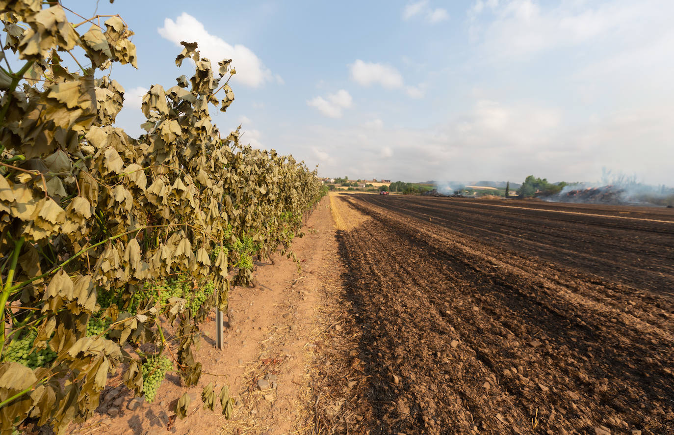 Fincas quemadas en Torrecilla sobre Alesanco.