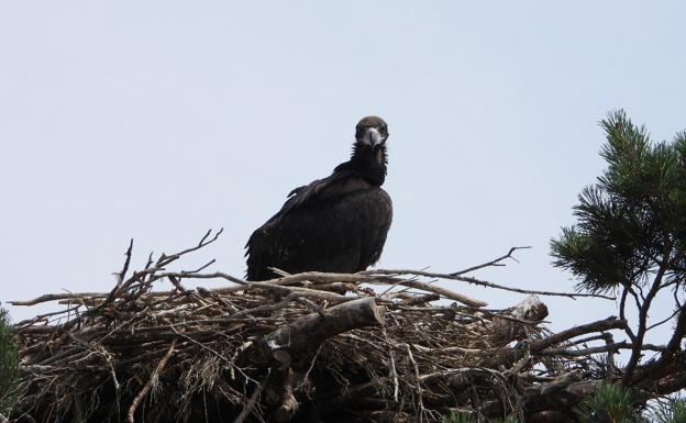 Polluelo de buitre negro. 