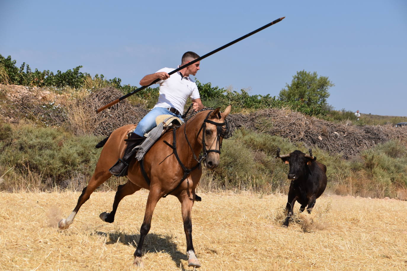 Fotos: La saca de vacas de Valverde