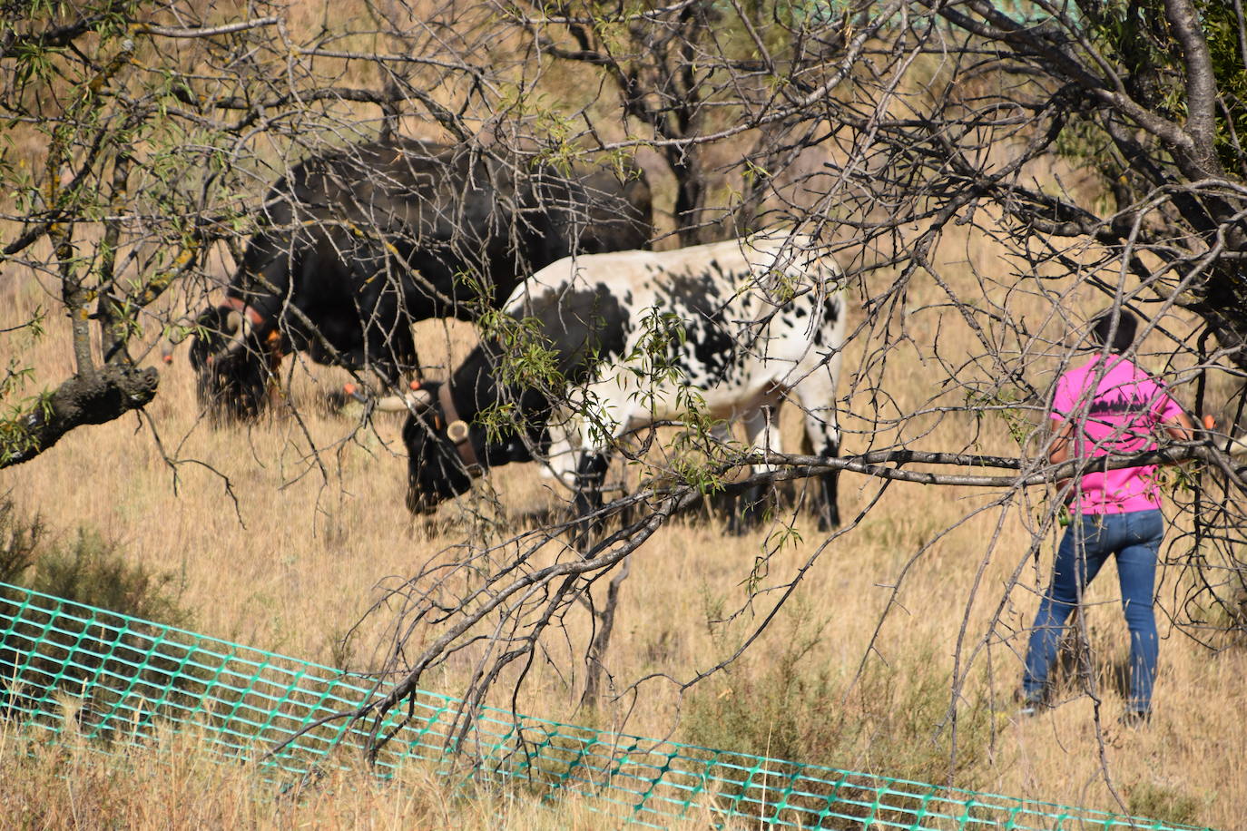 Fotos: La saca de vacas de Valverde