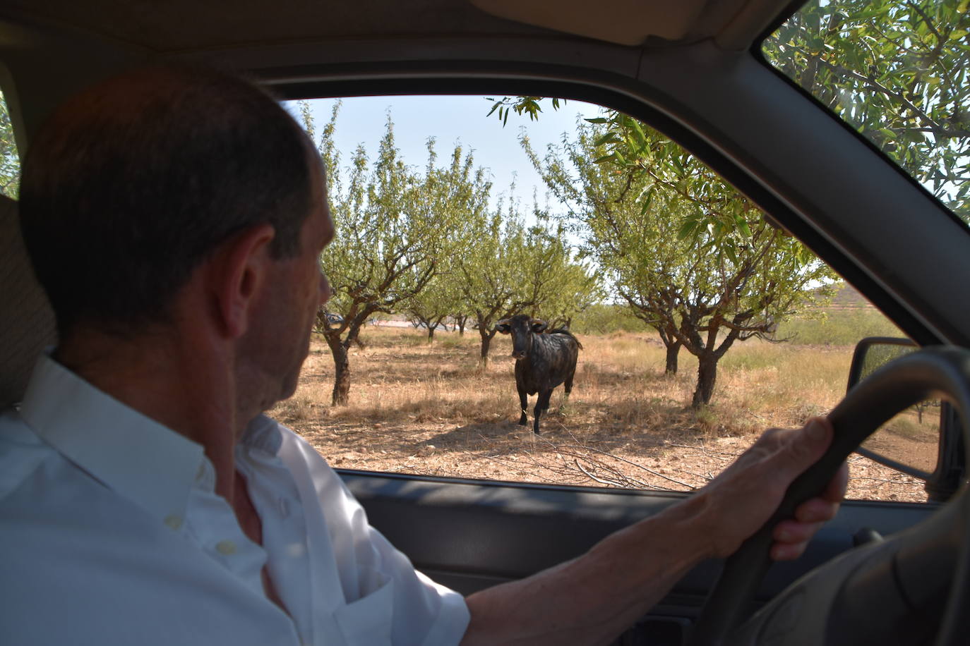 Fotos: La saca de vacas de Valverde