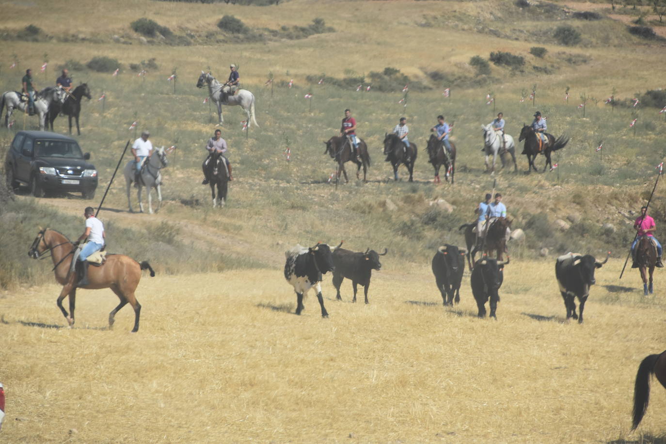 Fotos: La saca de vacas de Valverde