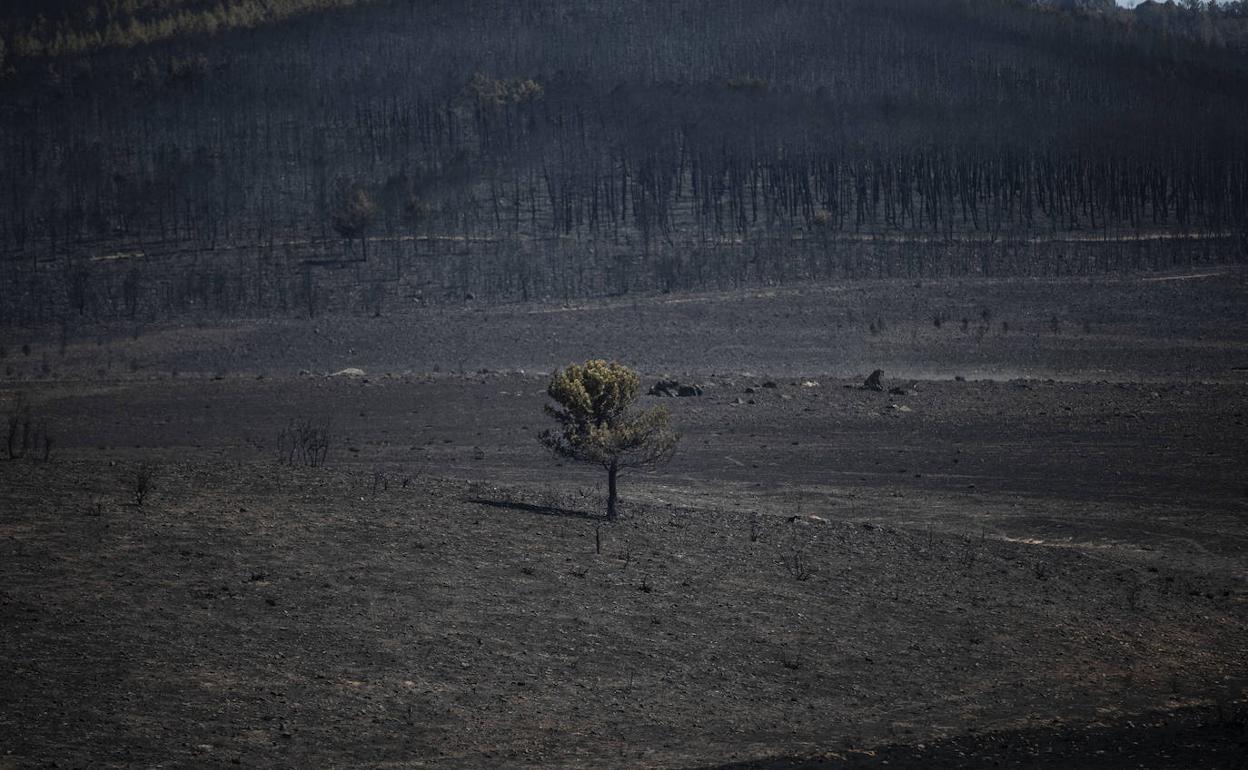 Desolador aspecto de una de las decenas de miles de hectáreas de sierra zamorana calcinadas por el fuego originado el 17 de julio en Losacio.