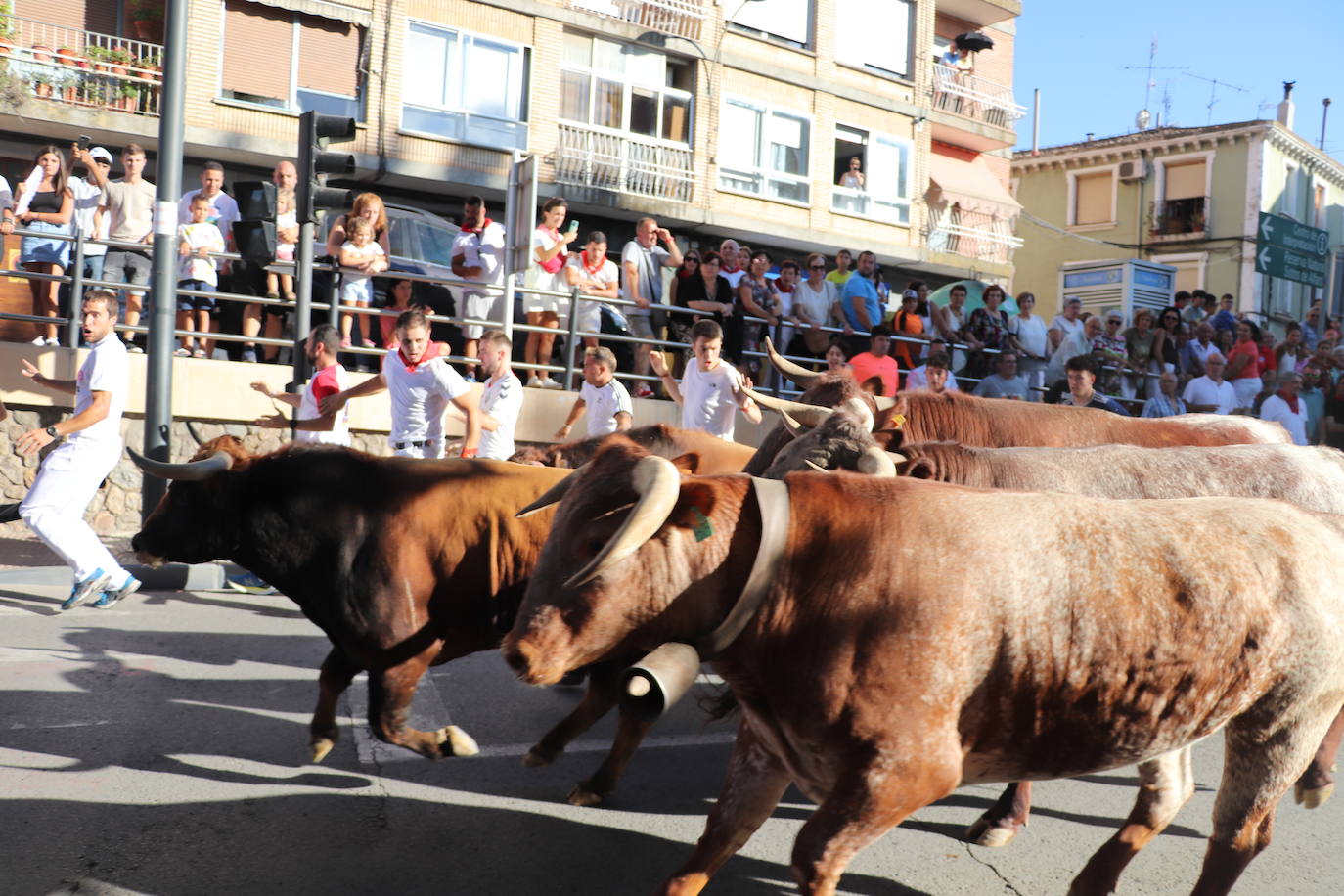 Fotos: Alfaro: último día de fiestas