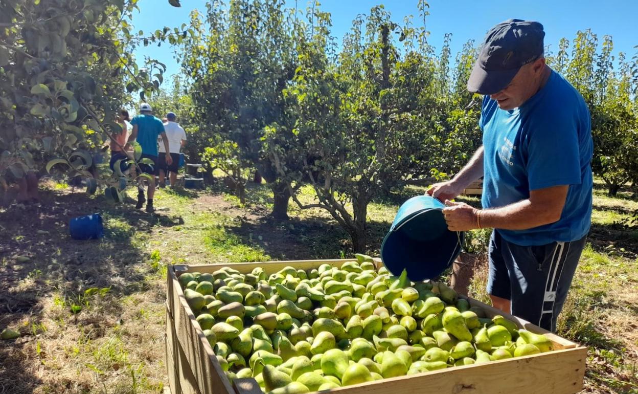 Recogida de peras conferencia, ayer en una finca de Rincón de Soto. 