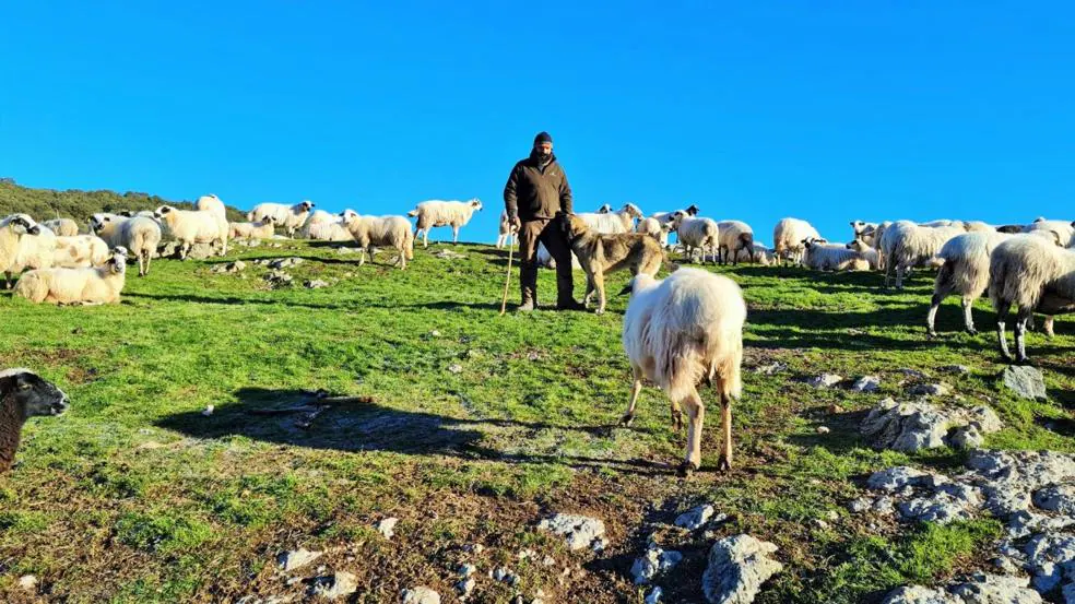 Cazar un lobo en La Rioja, misión «imposible» | La Rioja