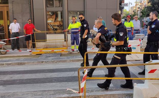 Rescatado un buitre en el centro de Logroño