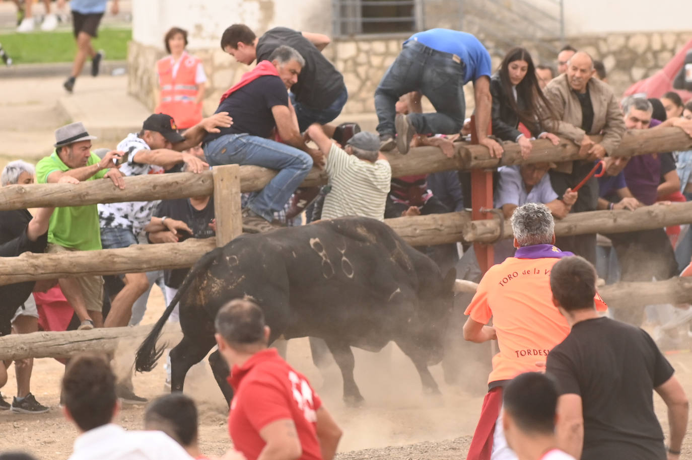 Fotos: El encierro del Toro de la Vega, en imágenes