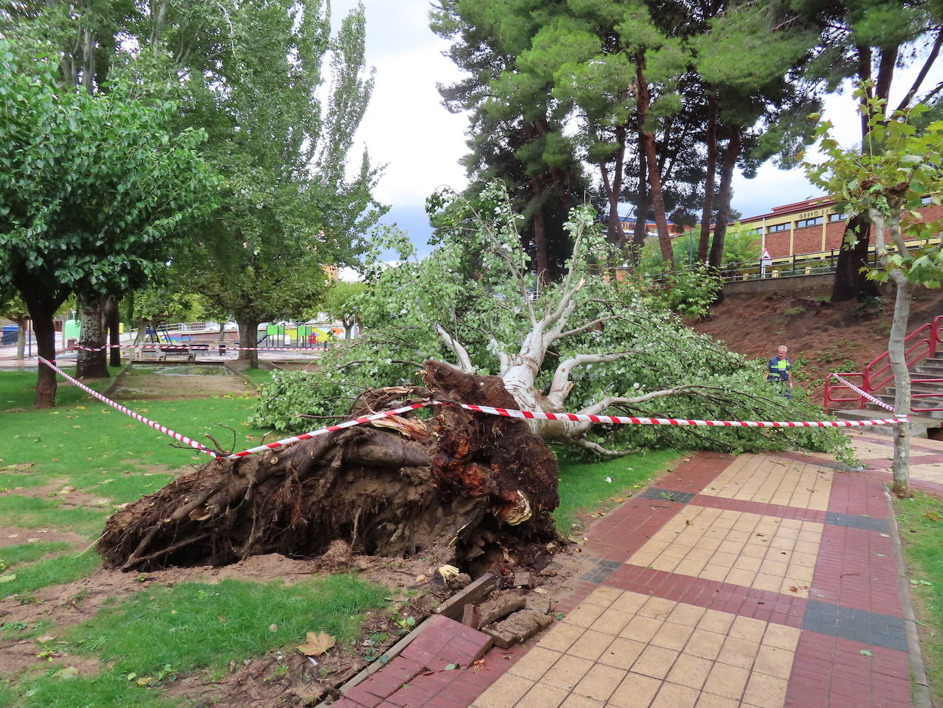 Fotos: La tormenta azota los árboles en Alfaro