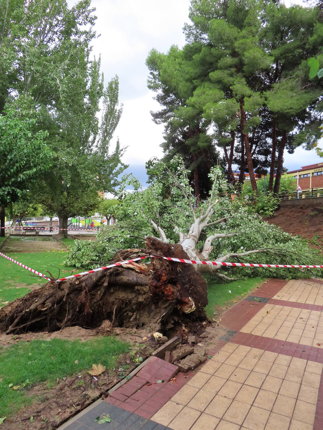 Fotos: La tormenta azota los árboles en Alfaro