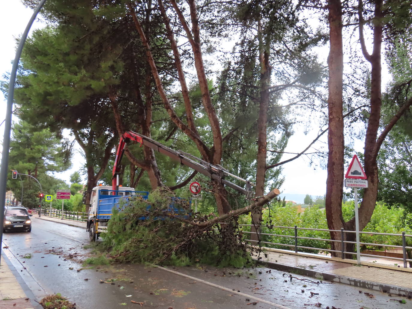 Fotos: La tormenta azota los árboles en Alfaro