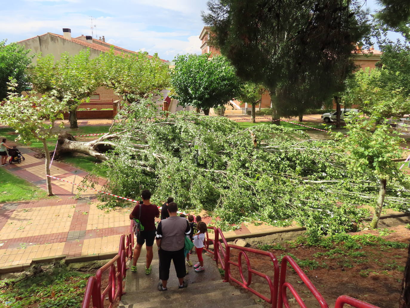 Fotos: La tormenta azota los árboles en Alfaro