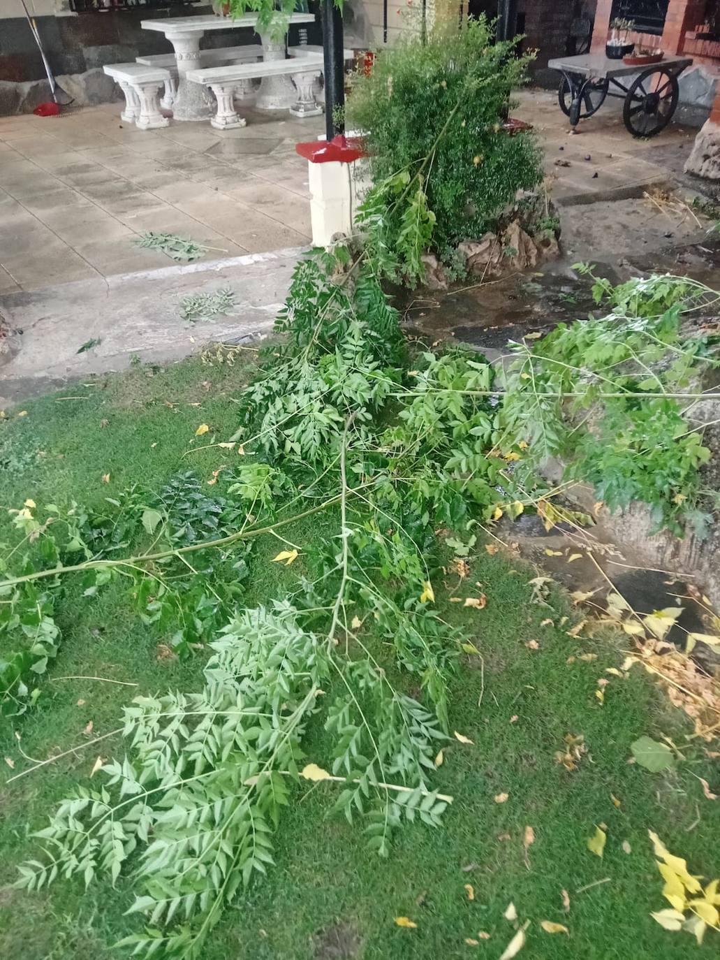 Fotos: La tormenta azota los árboles en Alfaro