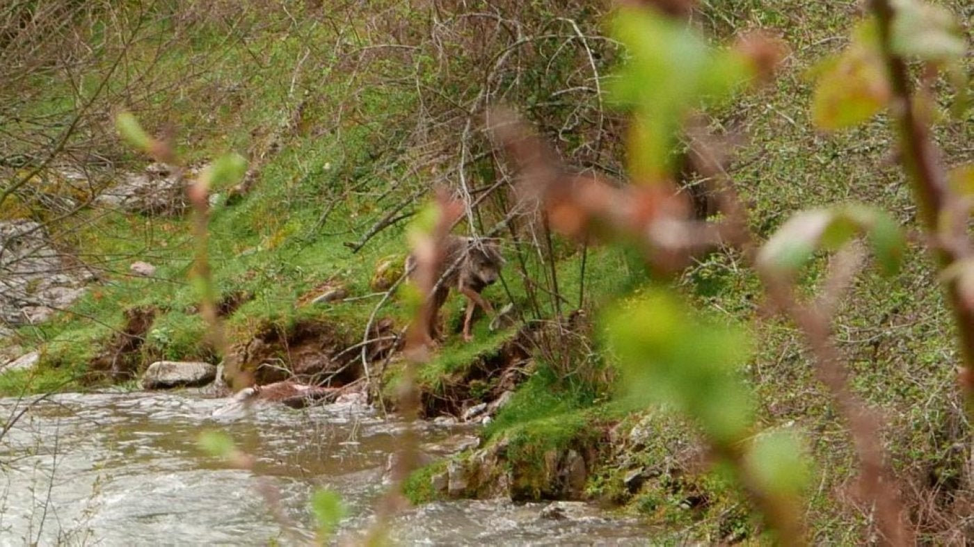 Lobo avistado junto a un arroyo del que bebió agua en Vinegra de Abajo en 2018 por dos senderistas najerinos. 