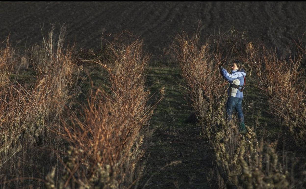 Una viticultora en plena labor de poda de sus viñedos ecológicos. 