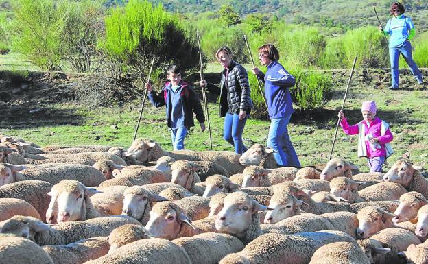 Niños y mayores acompañaban al rebaño de ovejas durante la XI Fiesta de la Trashumancia, desde San Andrés hasta la Venta de Piqueras. 