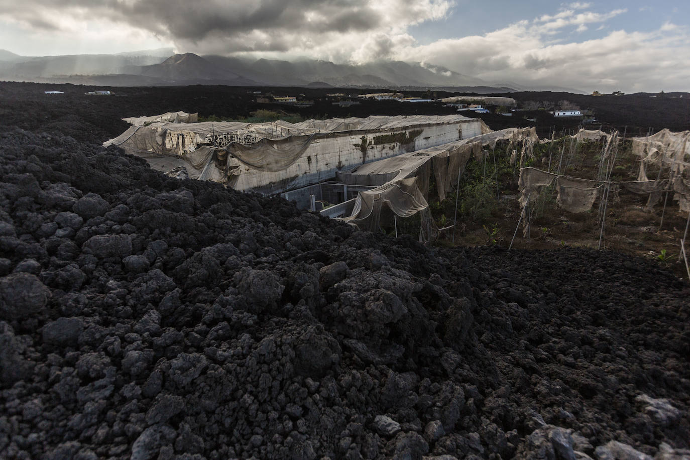 Plataneras de La Laguna destruidas por la colada.