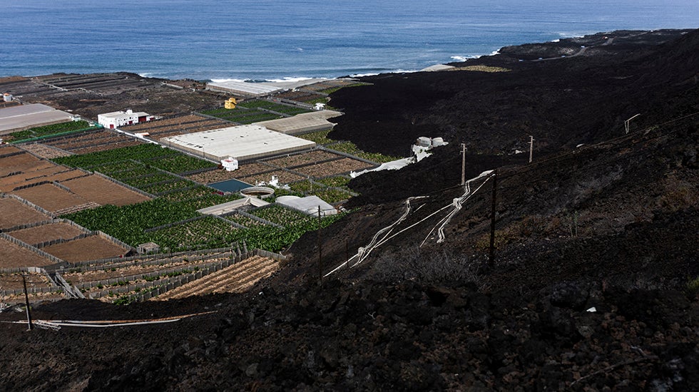 Fincas de plátanos de La Bombilla, una de las localidades que continúaninhabitadas por la presencia de gases tóxicos.