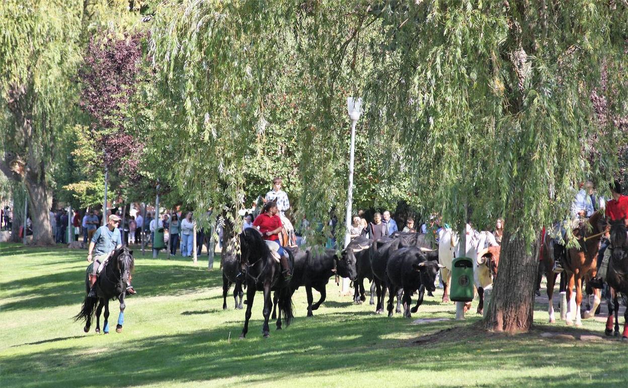 El público acompañó al rebaño de vacas, guiado por los caballistas, durante el recorrido. 