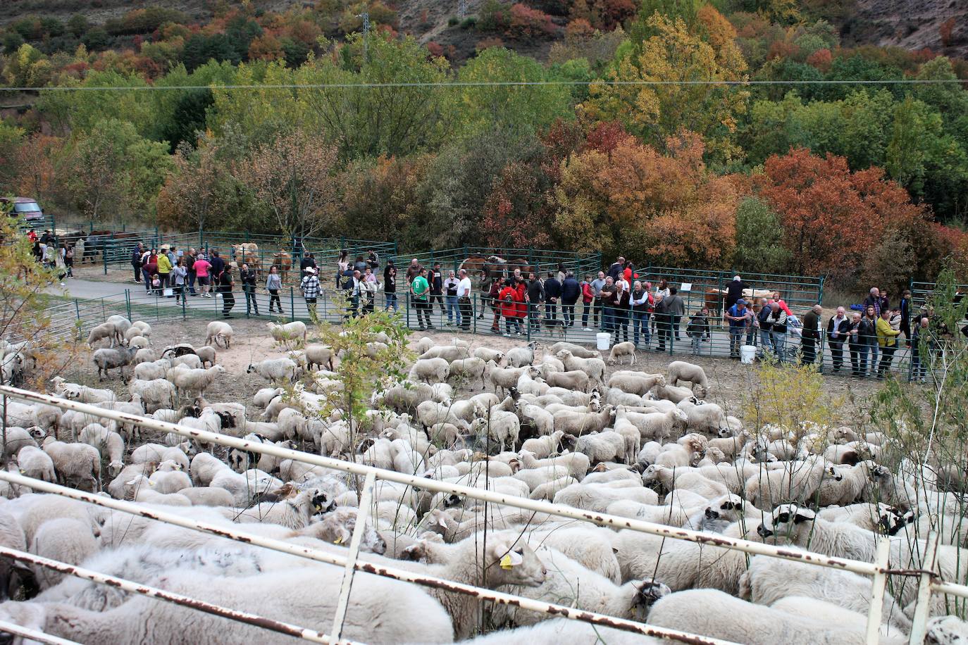 Fotos: Feria ganadera de Anguiano