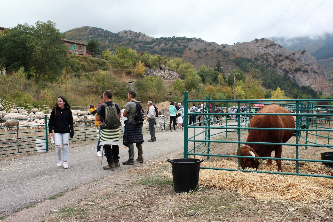 Fotos: Feria ganadera de Anguiano