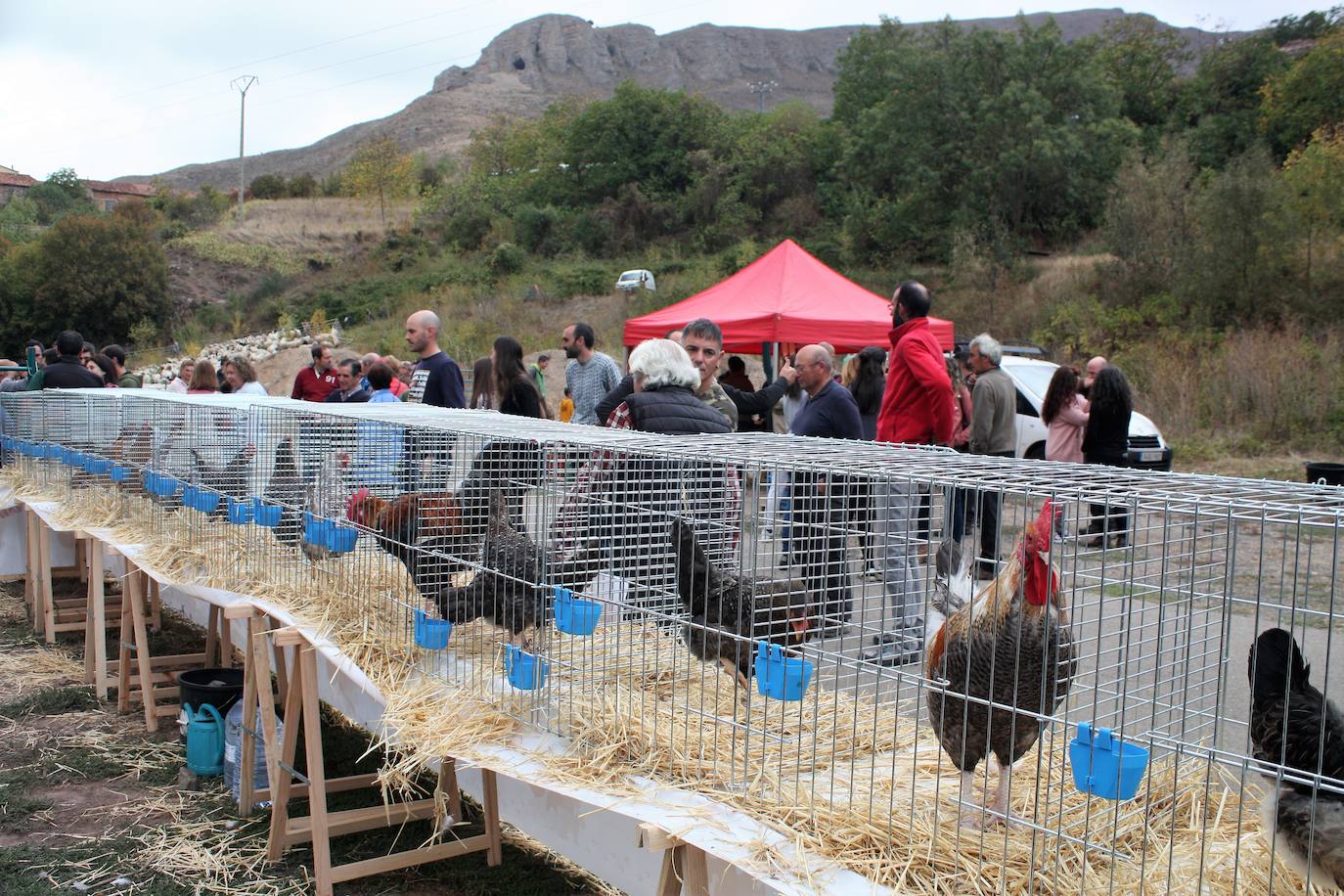 Fotos: Feria ganadera de Anguiano