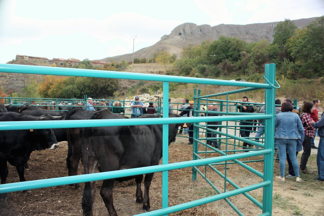 Fotos: Feria ganadera de Anguiano