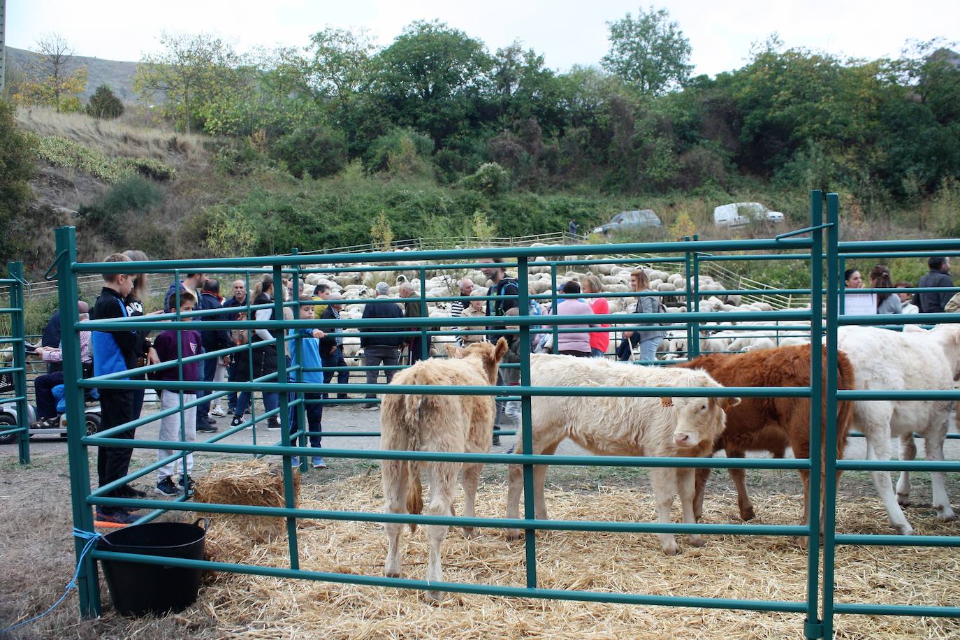 Fotos: Feria ganadera de Anguiano