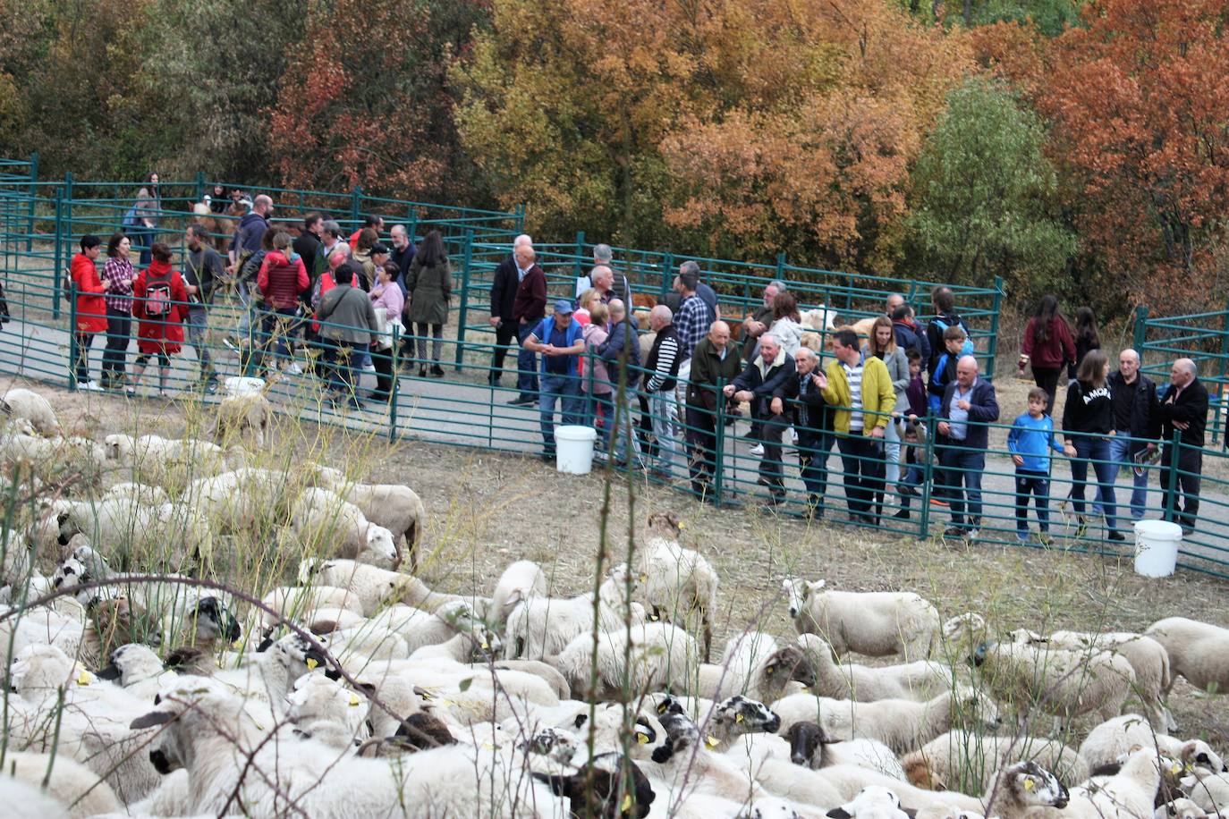 Fotos: Feria ganadera de Anguiano